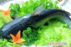 藏龙鱼和江团的区别