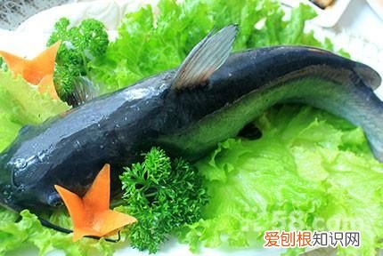 藏龙鱼和江团的区别