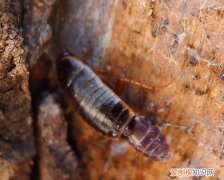 黄褐色有触角的虫子