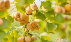 杏树向征什么，杏树叶代表什么含义