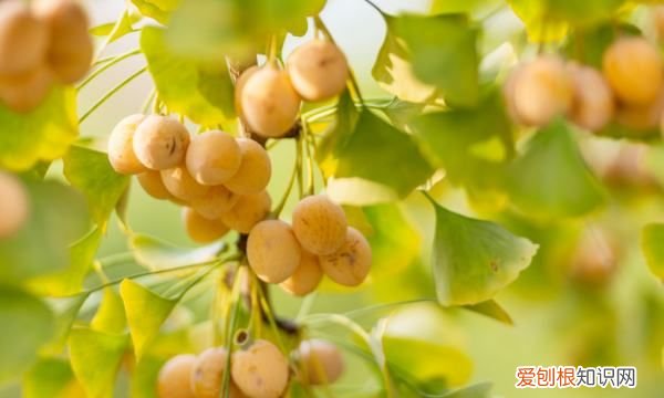 杏树向征什么，杏树叶代表什么含义