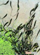 谁知道这是什么虫子有图片，臭水沟上飘来飘去的是什么虫子