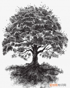 大树怎么画素描简单，怎么画一颗大树的铅笔画
