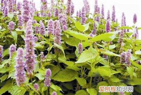 广香是广藿香吗