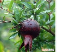 紫玉石榴优缺点，紫玉石榴有多少个品种