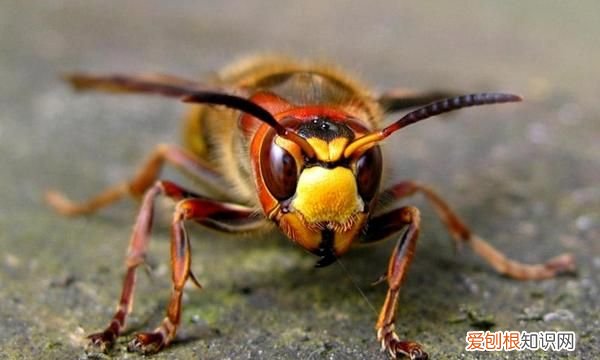 昆虫类有哪些,鞘翅目昆虫有哪些