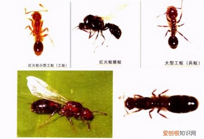 红火蚁是什么，门口有很多红火蚁是怎么回事