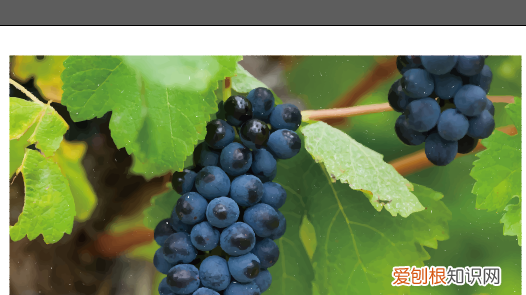 如何转换成矢量图，ai里要怎么把转矢量图