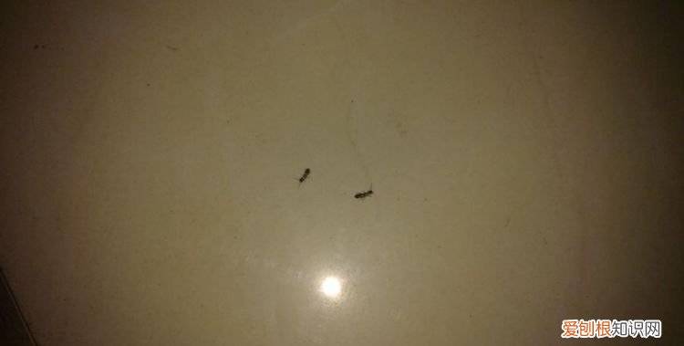房间里有蚂蚁怎么彻底清除，为什么房间里会有很多蚂蚁应该怎么办