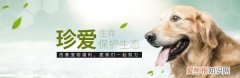 斑点狗掉毛，斑点狗好养活吗