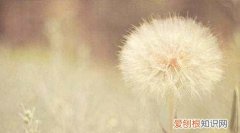 二年级种子发芽需要什么条件