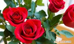 玫瑰花的由来起源,花语寓意及赠送对象是什么