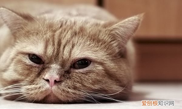 猫会自己去猫砂拉屎，两个月的猫咪可以自主排便吗