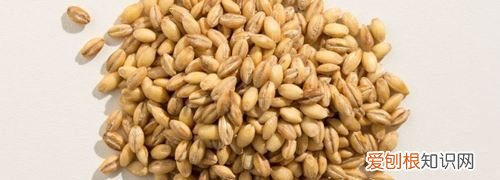 大麦怎么吃，大麦炒面怎么吃好吃