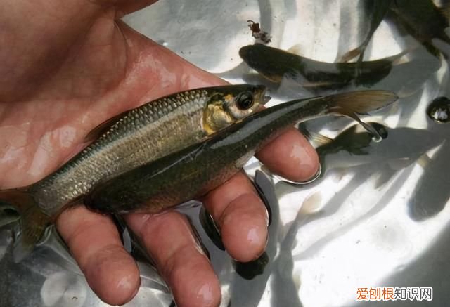 吃螺蛳的草鱼叫什么