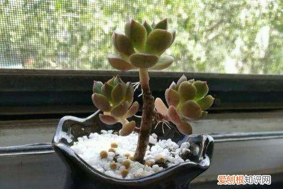 多肉长气根是什么原因怎样处理