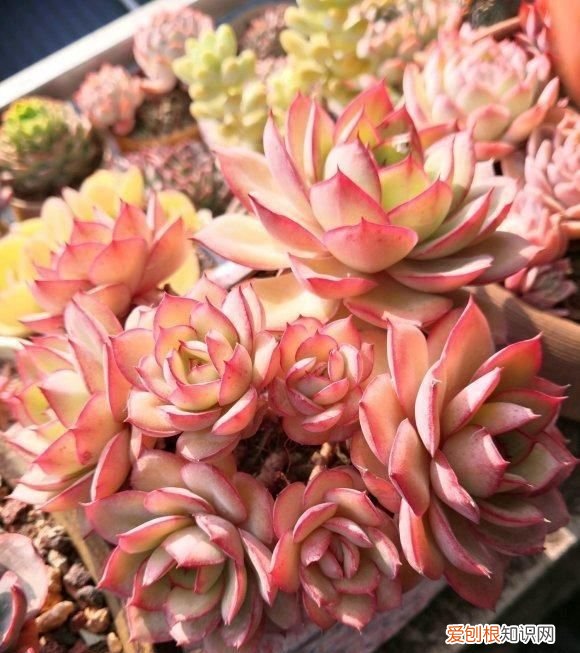 多肉长气根是什么原因怎样处理