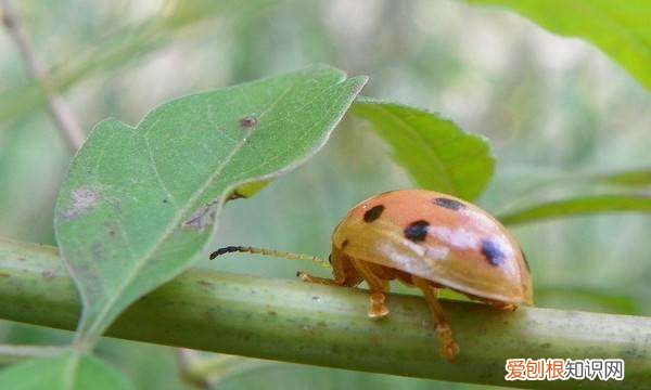 七星瓢虫吃什么水果,七星瓢虫吃什么食物