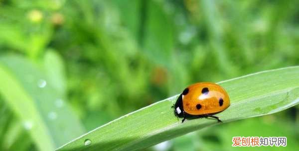七星瓢虫吃什么水果,七星瓢虫吃什么食物