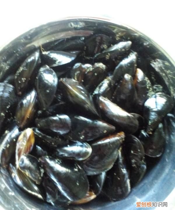 贻贝怎么做处理,清蒸贻贝的家常方法