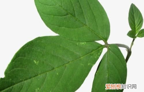 叶子团花图及简单剪纸方法，叶子最简单的剪纸方法银杏叶