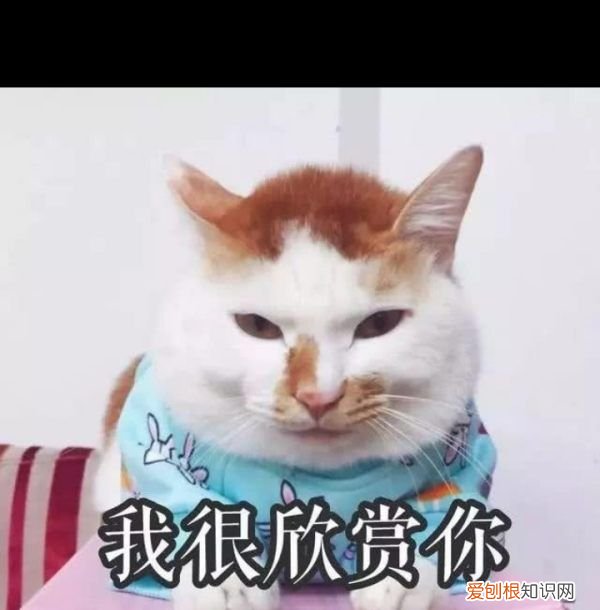 猫咪怎么识别身份，猫咪可以用什么识别身份