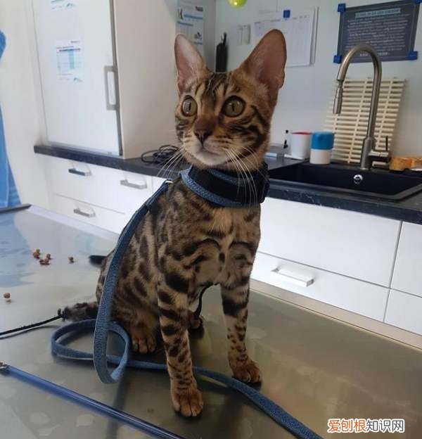 猫咪怎么识别身份，猫咪可以用什么识别身份