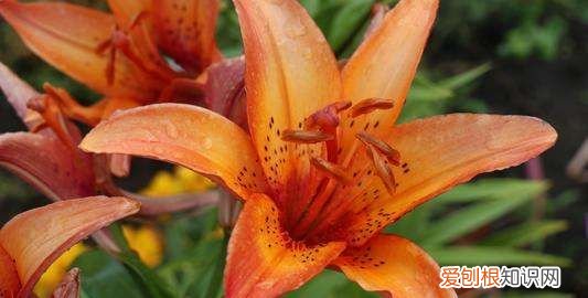 百合花第二年还开花，香水百合开完花后怎么处理