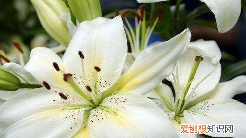 百合花第二年还开花，香水百合开完花后怎么处理