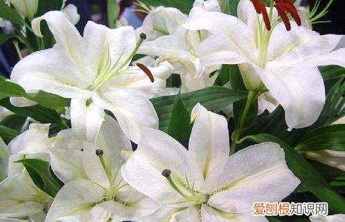 百合花第二年还开花，香水百合开完花后怎么处理