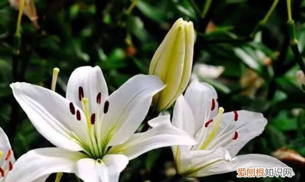 百合花第二年还开花，香水百合开完花后怎么处理