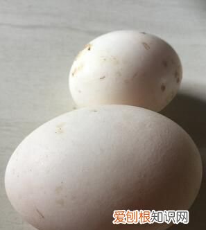 鸭蛋冒充大鹅蛋 鸭蛋个头似鹅蛋