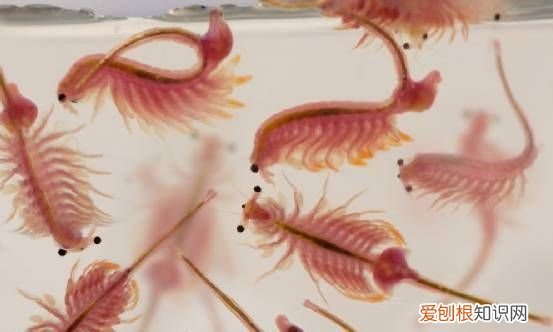 丰年虾能在多少度的环境中生存，丰年虫对自然环境有哪些重要作用