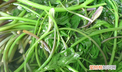 大叶芹怎么做好吃,大叶芹怎么腌好吃