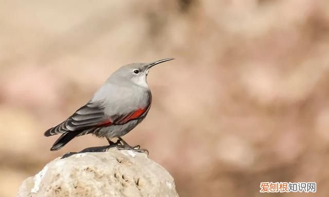 专家组房山调研，一天就发现这么多珍贵“小可爱”