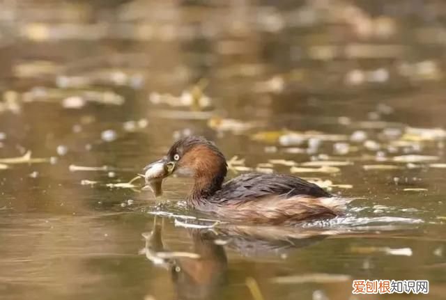 专家组房山调研，一天就发现这么多珍贵“小可爱”
