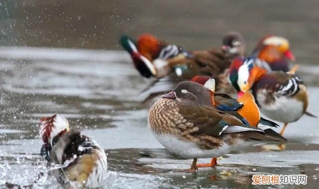 专家组房山调研，一天就发现这么多珍贵“小可爱”