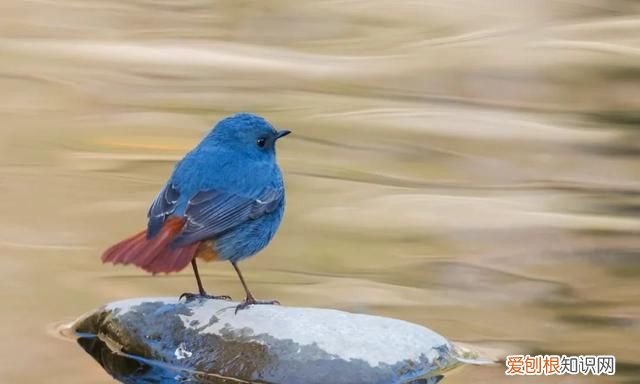 专家组房山调研，一天就发现这么多珍贵“小可爱”