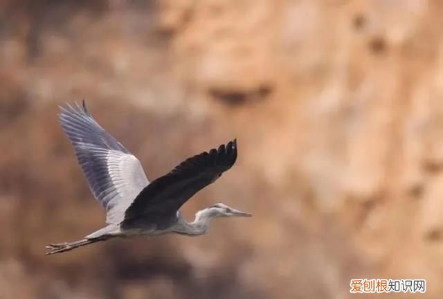 专家组房山调研，一天就发现这么多珍贵“小可爱”