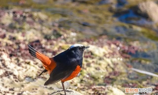 专家组房山调研，一天就发现这么多珍贵“小可爱”