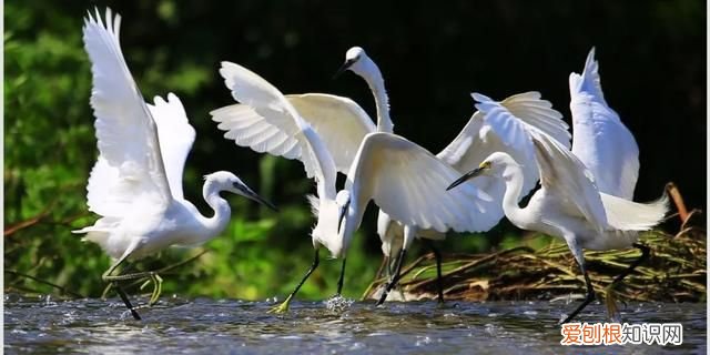 专家组房山调研，一天就发现这么多珍贵“小可爱”