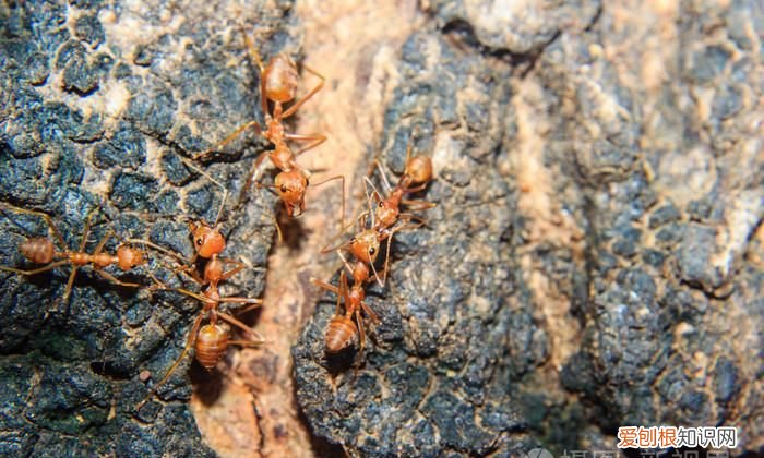 红蚂蚁怕什么