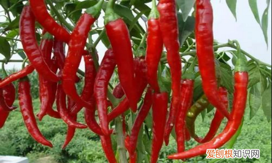 种一亩辣椒投资多少，辣椒怎么种需要什么土壤