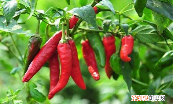 种一亩辣椒投资多少，辣椒怎么种需要什么土壤