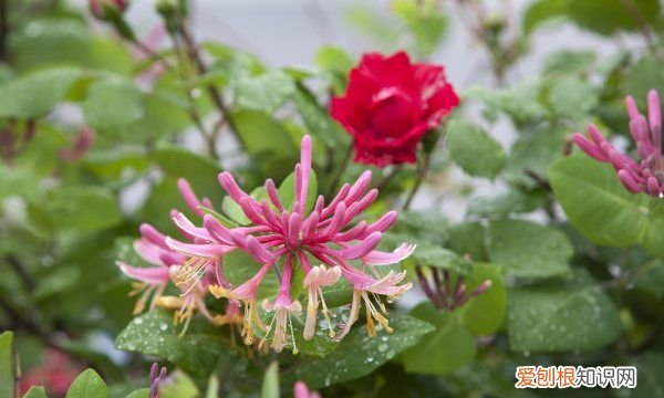 金银花耐热，金银花的生态特性是怎样的图片