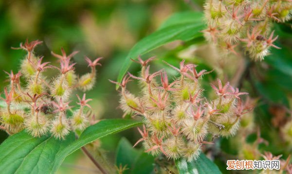 金银花耐热，金银花的生态特性是怎样的图片