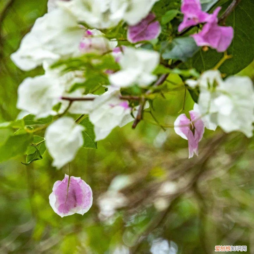 深圳园博园景点介绍