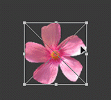 PS该怎样才可以导出GIF格式的动图