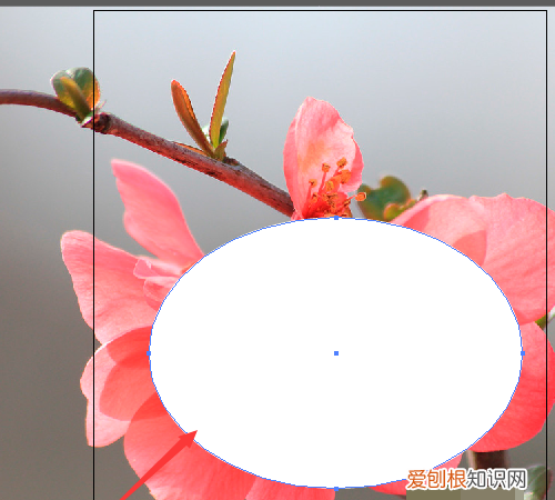 ai要怎么裁剪,ai怎么把图像裁剪成圆形