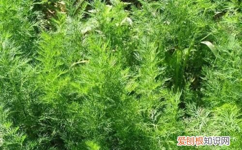 小茴香怎么吃，新鲜茴香怎么吃